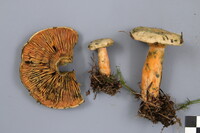 Lactarius deterrimus image